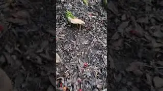 geotropa parte 2