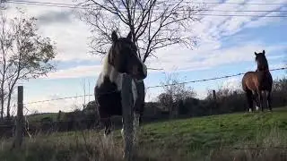 Французские лошадки #pets #милота #love #лошадки #путешествия #франция #cheval #cute #horse