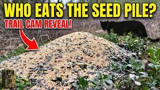 MOUNTAIN LION ATTACKS TRAIL CAM! We Left a Bird Seed Pile in the Woods & Got a Surprise Predator.