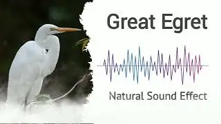 Great Egret | Natural Sound Effects