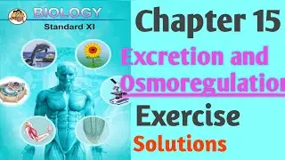 Chapter 15  Class 11   Excretion and Osmoregulation Exercise Solutions Maharashtra Board