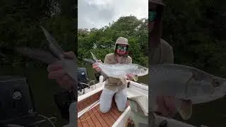 Tarpon in Brazil! 🇧🇷 #flyfishing #fishing #brazil #tarpon #montana #alaska