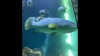 Stillness of the mind Vienna aquarium 