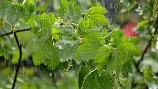 Royalty free Rain-Thunder shower Video and Audio