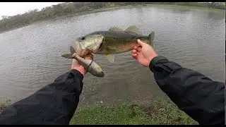 Fishing Big Swimbaits for Texas Bass! (Bull Shad Glide)