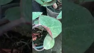 #graden #plants #ไม้มงคล #pinkpreset