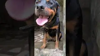 Bentley is a very intelligent dog. #rottweilerdogs #viralvideos