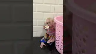 Daily Life Of Tiny Monkey Adorable Jack #monkey #animal #anime #babymonkey #animals #monkeybaby