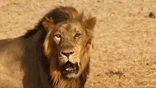 Lion Attitude in the Jungle| Share ke Zindagi awr Husla | Lion behavior relaxing video|