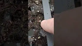 Magnets Stopped Seed Germination