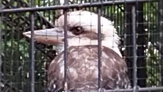 [Hamura Zoo Vol.10] Kookaburra somehow reminds me of singer Yuki Uchida