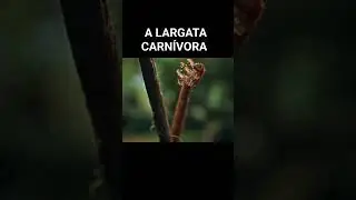 Oruga Carn&iacute;vora.Una larva de gusano muy extra&ntilde;a, se alimenta de la carne de otros Insectos.