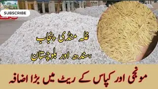 Today Dhan Rate | Today Munji & Cotton Rate | Aaj Munji Or Kapas Rate Punjab Sindh Or Balochistan
