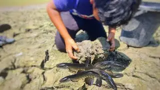 Unbelievable Underground Fishing l Amazing Murel Fishing in Dry Season