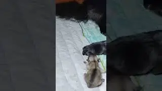 Black Pomeranian gives birth to a 3 little puppies.