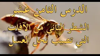 الشطر الثاني من الآفات التي تصيب نحل العسل