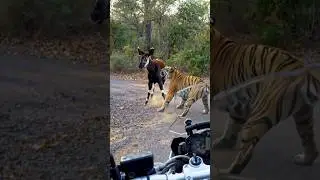 Tiger vs Deer on Forest Road Rare Scene &ndash;#trending#shorts#wildlife#animals Animated
