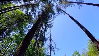 Margaret McKenny Campground - Capitol State Forest