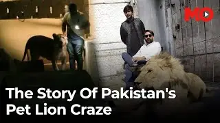 Pakistan's Pet Lion Craze: Escaped Lion Shot, Exposing a Problematic Exotic Animal Culture