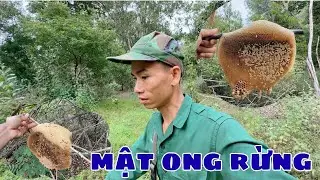 Trúng mánh vô luồng ong gặp nhiều tổ ong ruồi.