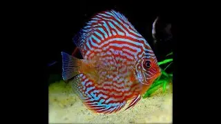 Discus Pigeon Blood fish Breeding pair