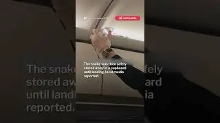Snake found on AirAsia flight to Phuket, cabin crew calmly removes it