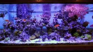 Marshall's 220 gallon mixed sps lps reef tank