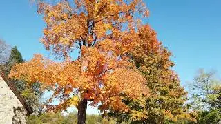 Осень #2024 #Fall2024 #Pennsylvania #США #buckscounty Music by Dj Rostej