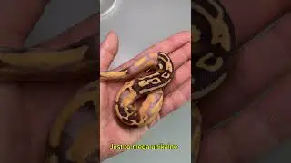 Tnie jajco 🤯 #snake #ballpython #regius #reptiles #python #animals #pets #exotic