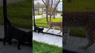 Чаузи Торви ведёт себя неприлично 😹