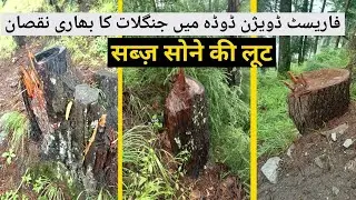 Loot of Green Gold | Huge Loss in C. No. 18, Range Thakrie Forest Div. Doda | Authorities in Slumber