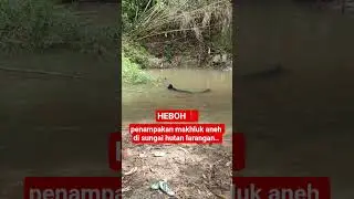 heboh... penampakan makhluk aneh di sungai hutan larangan.. #shortsviral