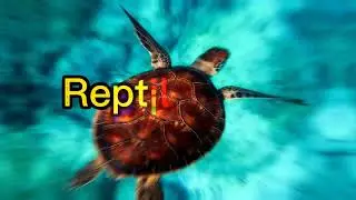 Reptile Animals (meaning of reptile and example of animals including reptiles)