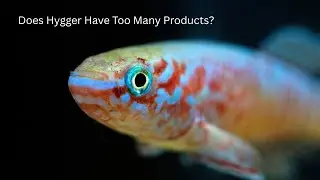 What do we think of Hygger? Random industry news, ranting about my fish struggles, bb pink crayfish?