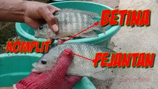 CARA MEMBEDAKAN NILA JANTAN DAN BETINA #cara #membedakan #nila #jantan #betina