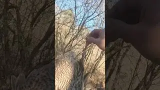 Banded Duck Jumpshoot #hunting #duckhunting
