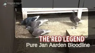 Is This the Perfect Red Jan Aarden? Exploring the Elite Lineage