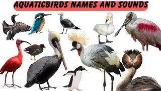 Aquatic Birds Sounds and Names // Learn Common Water Birds // Water Birds Real Pictures (1)