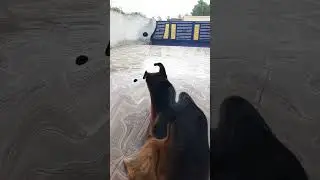 Rain Joy Unleashed 🌧🐾 #DogInRain #PetHappiness #Musky