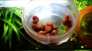 Solving the Snail Problem