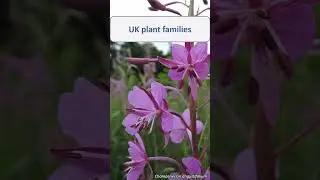 Onagraceae summary - UK wildflowers - Five-minute families