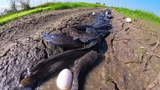Wow Top Video - Skills fisherman catch fish and pick a lot of duck eggs after rain in rice field