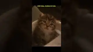2AM vibes 🌌 Ambient & Cats