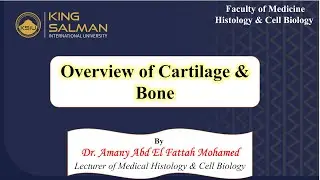 Overview of Cartilage and Bone