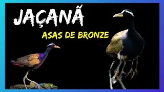 OS MACHOS QUE CHOCAM E CUIDAM DOS FILHOTES. metopidius indicus.