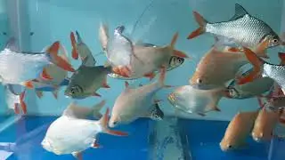 ikan kapiat JUMBO