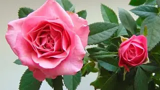 Episode 20 Peace Meditation The Blossoming of the Rose by Thomas Yeomans