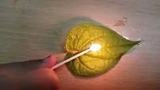 leaf fire eating  real