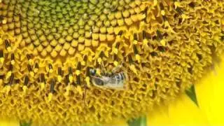 BEES, Apis mellifera scutellata action