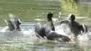 4 COOTS FIGHTING each other & a Territorial MOORHEN